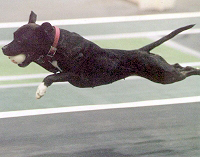 Jazz flying during flyball competition