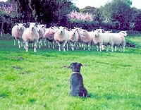 England: sheep herding dog