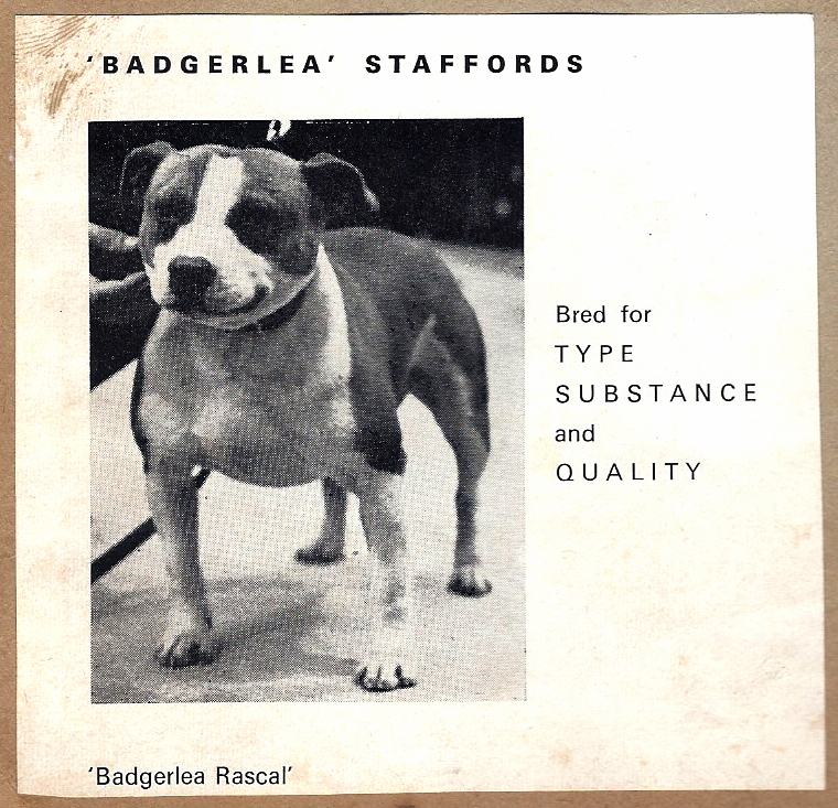 Badgerlea Staffords advertisement.