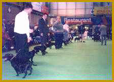A different type of ring now, the show ring.