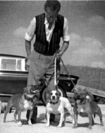 Jack Horn and three of his Staffords.