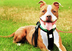 Photo of a happy pit bull.