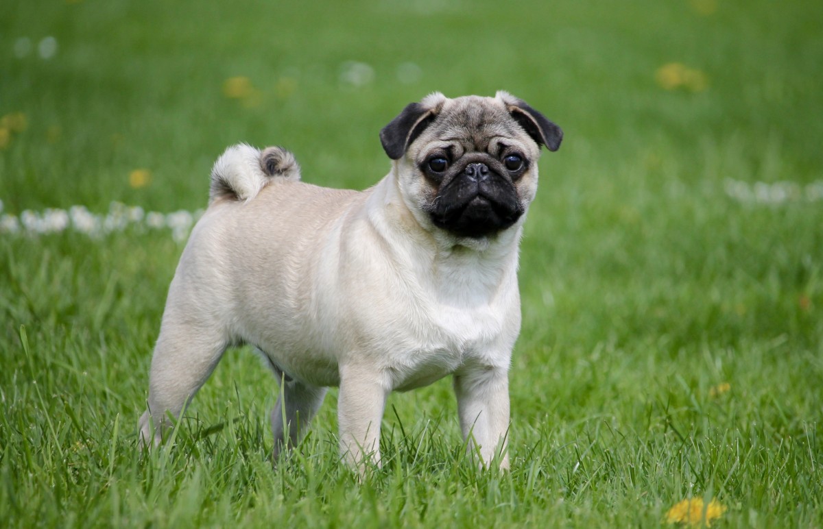 Pug in a meadow.