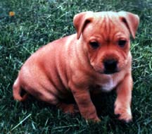 Red Atom at seven weeks.