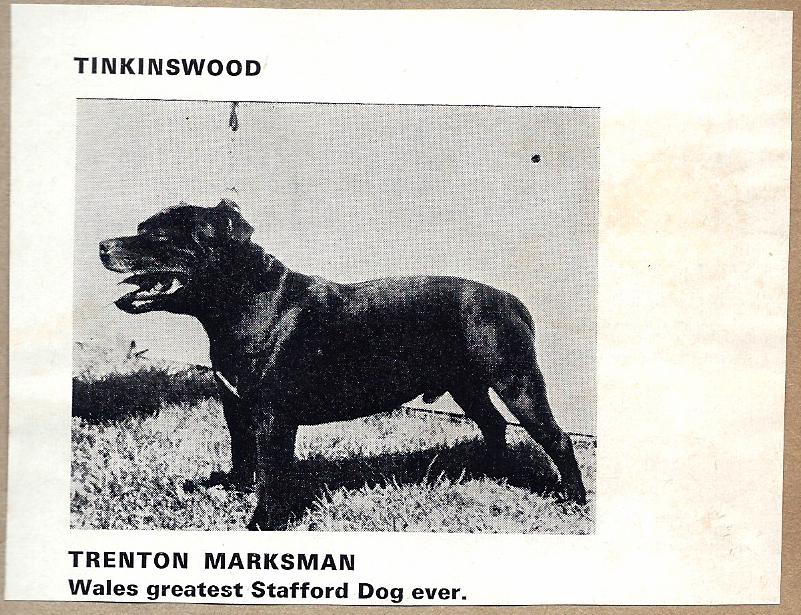 Trenton Marksman, Wales greatest Stafford Dog ever.