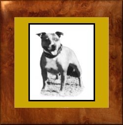 Staffordshire Bull Terrier - Bella - Welcomes you to StaffordMall.com 