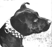 Butch