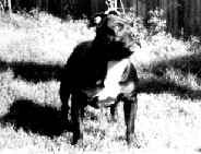 Jolihem El Toro