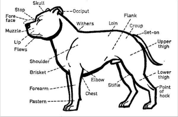 Points of a Stafford drawing.