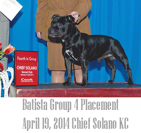 Batista - Group 4 at Chief Solano Kennel Club - April 19, 2014