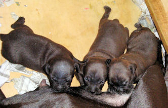 Grace's pups nursing.