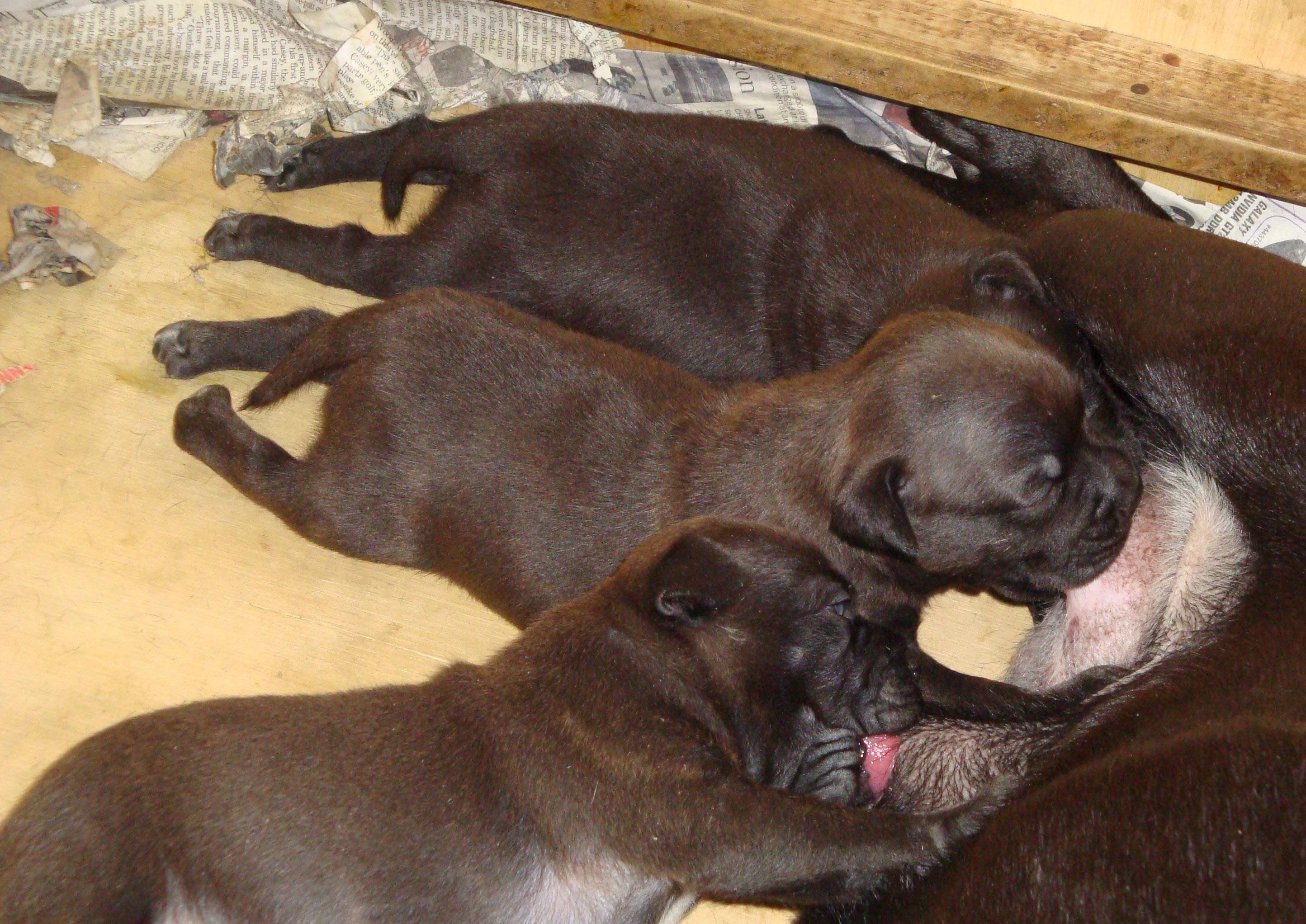 Grace nursing three (3) week old puppies.