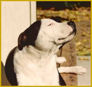 Panda enjoying the Autumn sun.