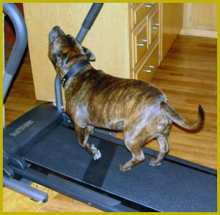 Rugar - Warmaster Go N Straight - on his treadmill.