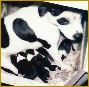 Tuffy with her litter.