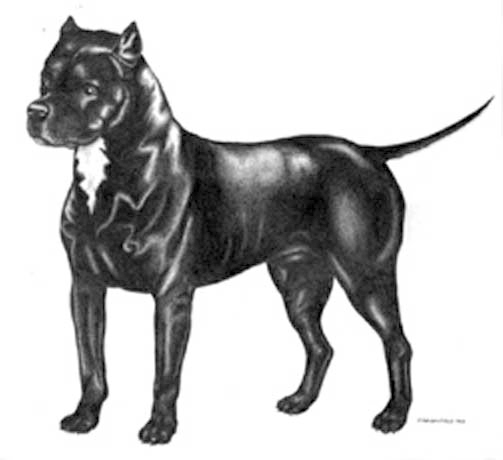 Artist Marion Field’s rendering of the typical first Bull-and-Terrier.