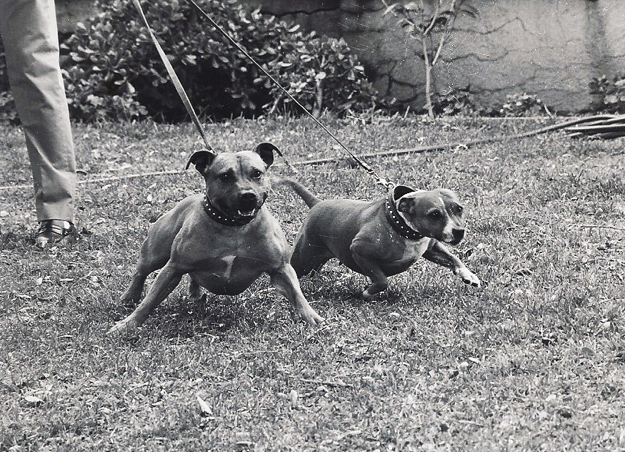Brutus and Bella excited.