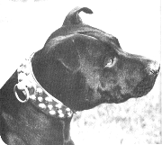 Butch wearing the brass studded collar.