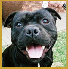 Staffordshire Bull Terrier Breed Standard