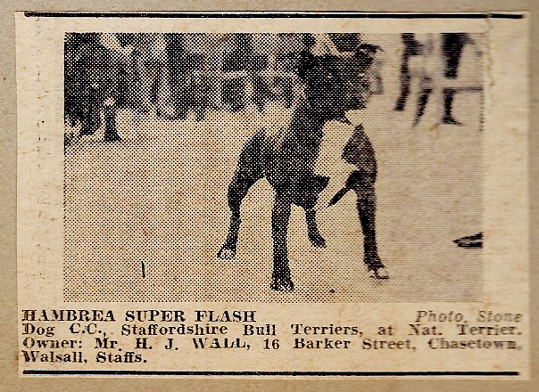 Hambrea Super Flash, winning dog CC.
