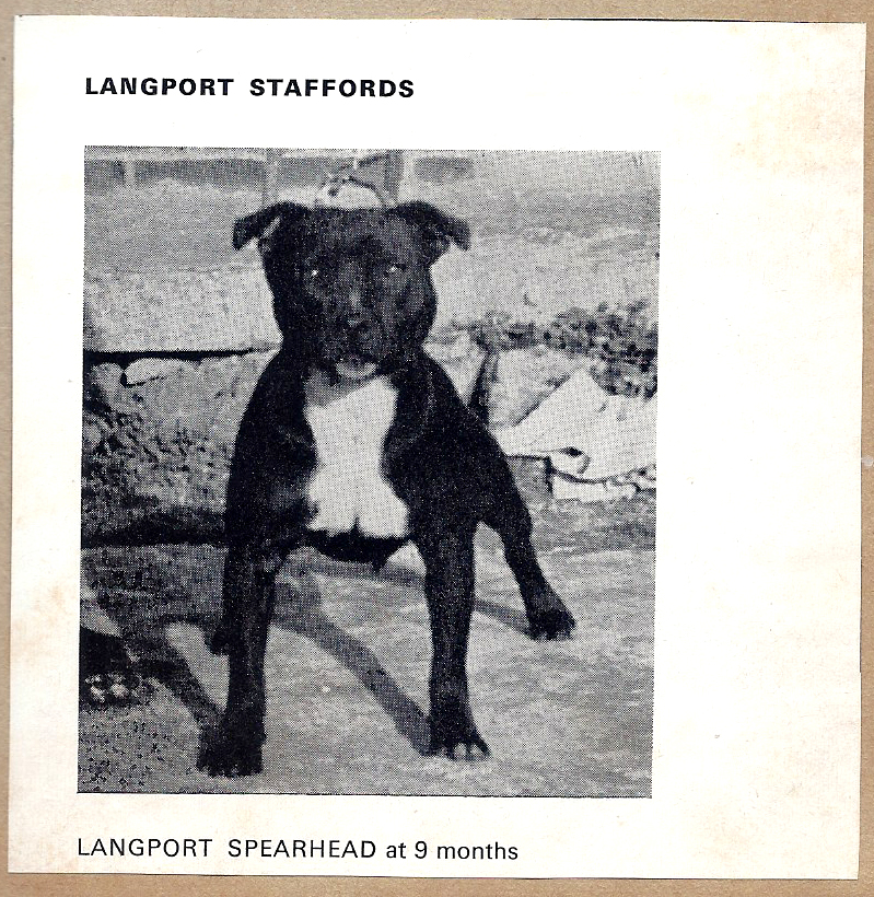 Langport Spearhead at nin (9) months.
