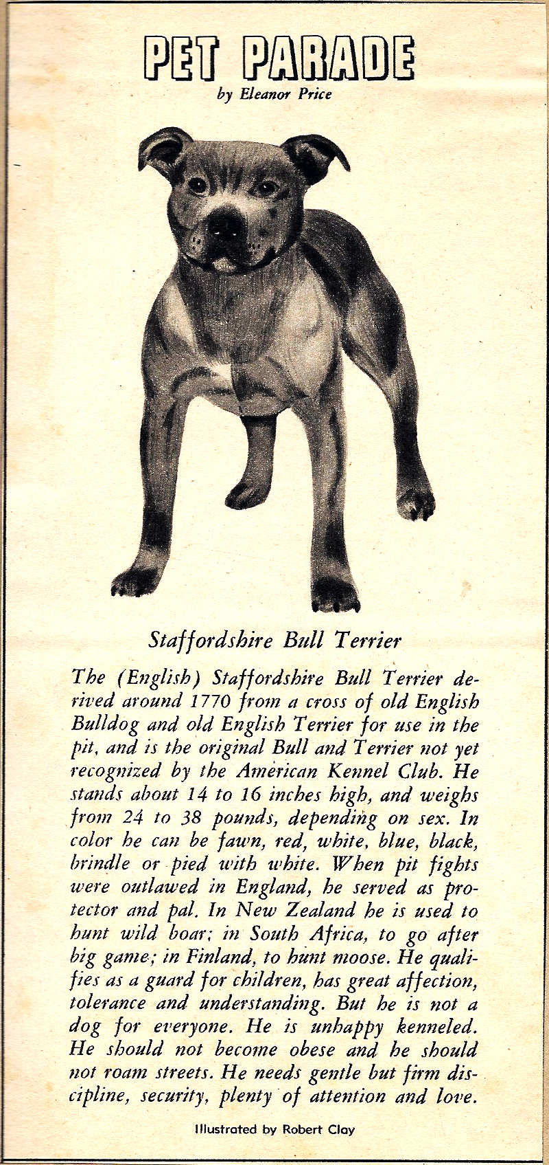 Pet Parade introducing the Staffordshire Bull Terrier.