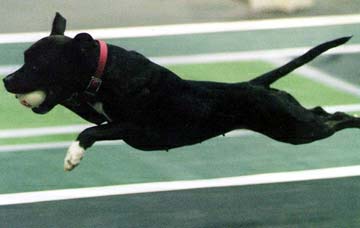 Flyball seems a sport made for Staffords.