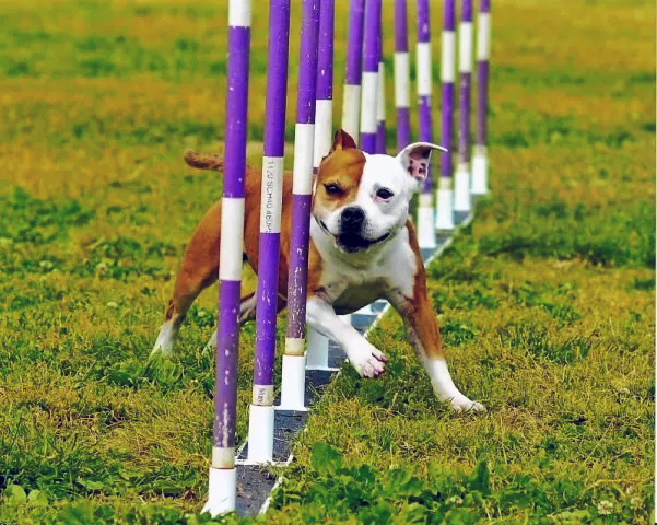 Stafford performing in the pole weave portion of agility.