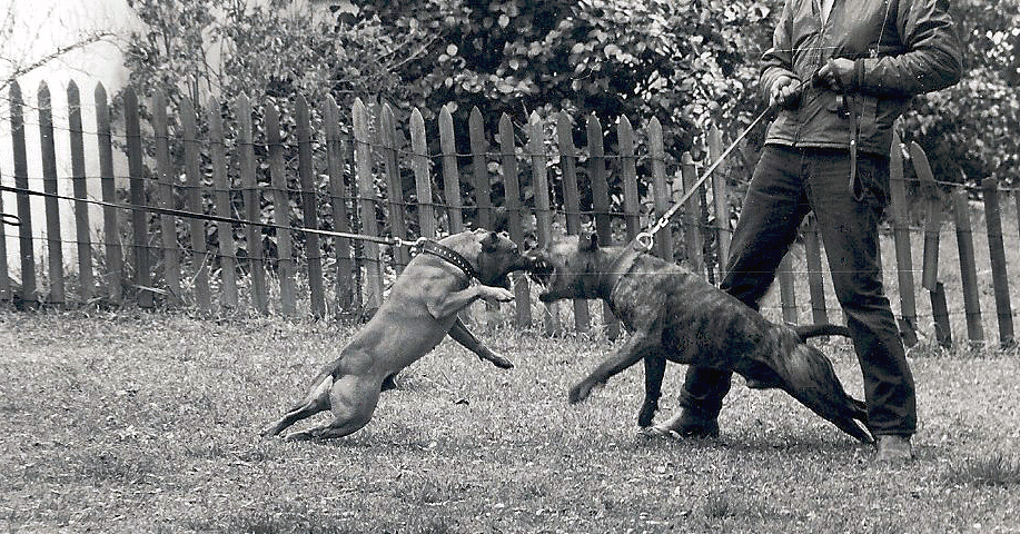 A Staffordshire Bull Terrier <em>facing-off</em> with a American Staffordshire Terrier (Amstaff).