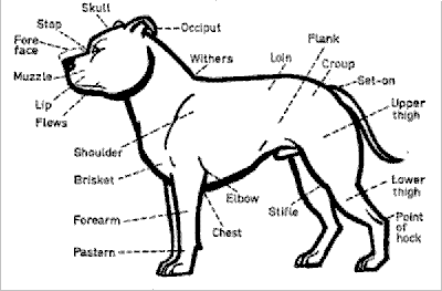 Points of a Stafford drawing.