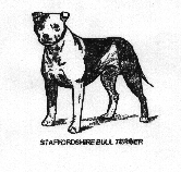 Staffordshire Bull Terrier drawing