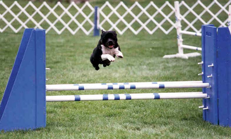 Tiny over the jump.
