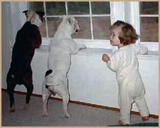 Photo of Buster, Molly and Helen watching out the window.