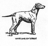 White English Terrier drawing